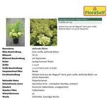 Rispenhortensie der Sorte Magical Andes in einem Topf