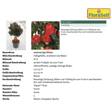 Zepeti Rose im Topf, blühend von Frühling bis Frost