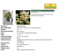 Pieris japonica Debutante im Topf