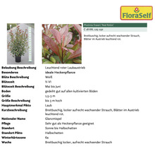 Photinia fraseri Red Robin im Topf mit Informationen zu Eigenschaften und Pflege.