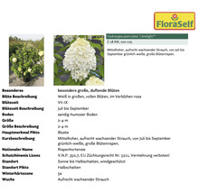 Rispenhortensie ''Limelight'' mit großen Blütenrispen