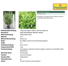 FloraSelf Kirschlorbeer Caucasica Pflanze im Topf