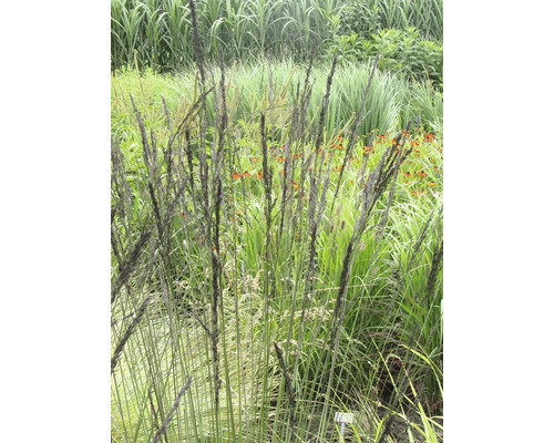Hohes Pfeifengras FloraSelf Molinia arundinacea 'Black Arrows' H 10-40 cm Co 0,5 L