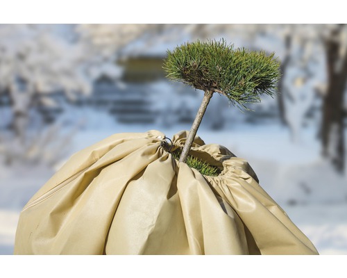 Pflanze mit Winterschutzhülle