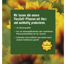 Weisse Spornblume FloraSelf Centranthus ruber 'Albus' H 5-60 cm Co 0,5 L-thumb-1