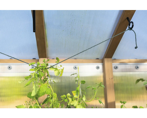 Innenansicht eines Gewächshauses mit Pflanzenaufhängung an Seilen