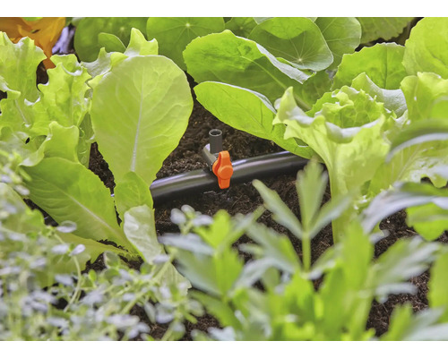 Nahaufnahme eines Bewässerungssystems zwischen Salatpflanzen im Gartenbeet.