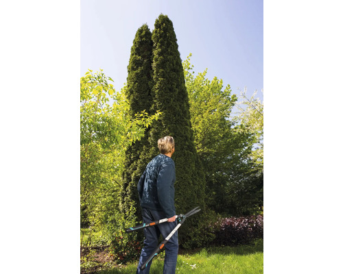 Gartenbesitzer mit Heckenschere vor Thujahecke