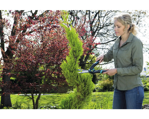 Frau schneidet eine Zypresse mit einer Heckenschere im Garten.