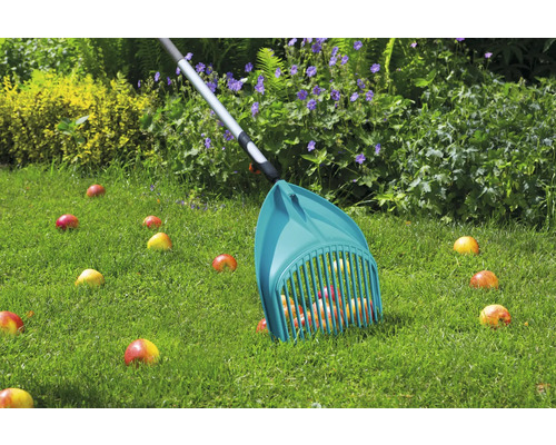 Apfelpflücker beim Aufsammeln von Äpfeln auf einer Rasenfläche