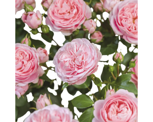 Nahaufnahme von rosa Rosenblüten und Knospen