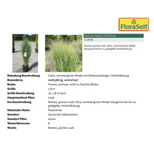 Foto von Rutenhirse Northwind im Topf mit Produktinformationen und FloraSelf Logo.