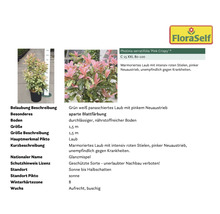 Photinia serratifolia ''Pink Crispy'' mit grün-weiß panaschiertem Laub und pinkem Neuaustrieb