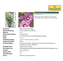 Hibiskus Tahiti Pflanzeninformationen