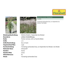 Miscanthus sinensis ''Malepartus'' im Topf, ein horstartig wachsendes Chinaschilf.