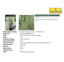 Chinaschilf Miscanthus sinensis ''Morning Light'' im Topf