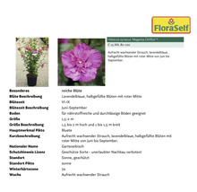Hibiskus Strauch ''Magenta Chiffon'' im Topf mit Produktinformationen und FloraSelf Logo