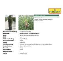 Säulen-Schwarzkiefer Pinus nigra ''Green Tower'' im Topf