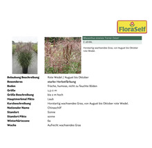 Chinaschilf Miscanthus sinensis ''Ferner Osten'' im Topf