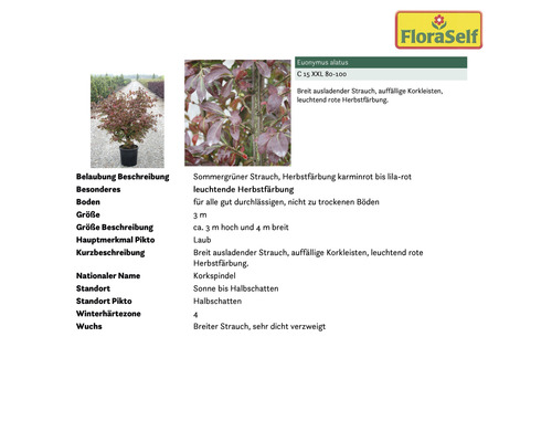 Korkflügelstrauch im Topf