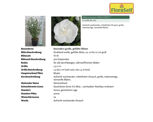 Gartenhibiskus White Chiffon im Topf mit Produktinformationen