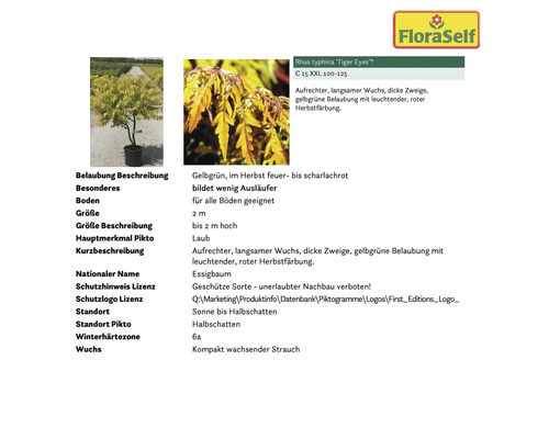 Essigbaum Tiger Eyes mit gelbgrüner Belaubung im Topf