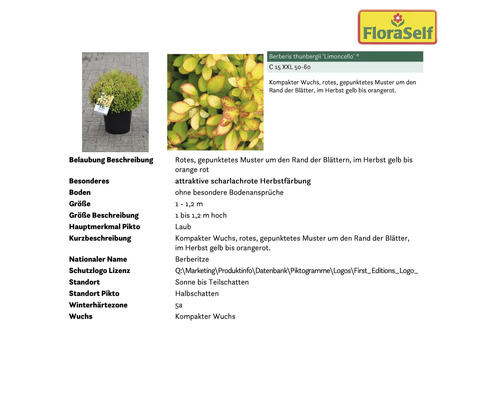 Berberitze ''Limoncello'' im Topf