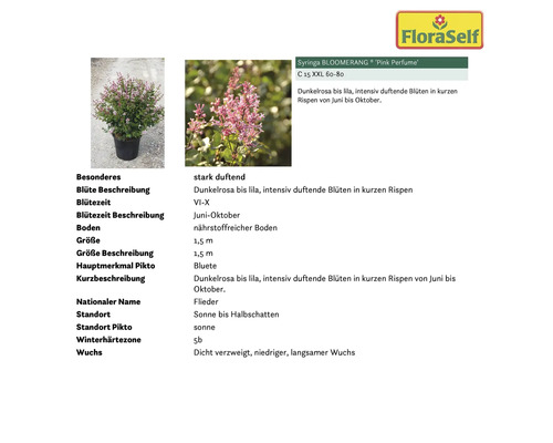 Flieder Syringa BLOOMERANG ''Pink Perfume'' im Topf