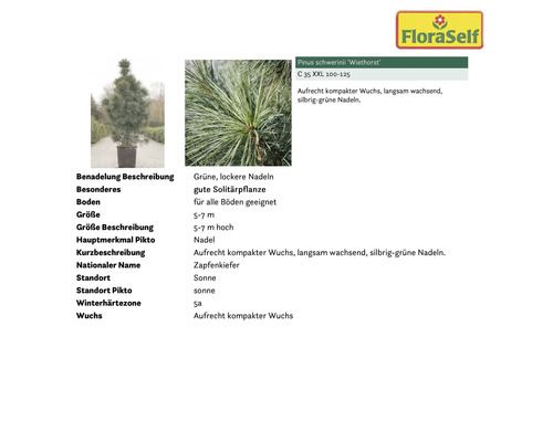 Foto einer Zapfenkiefer im Topf.