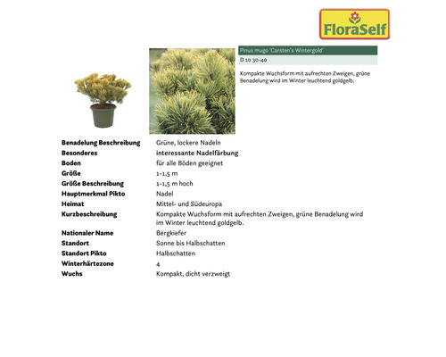 Informationen zur Bergkiefer Carstens Wintergold mit Nadelbeschreibung, Besonderheiten, Bodeneignung, Größe, Herkunft, Standort, Winterhärtezone und Wuchs
