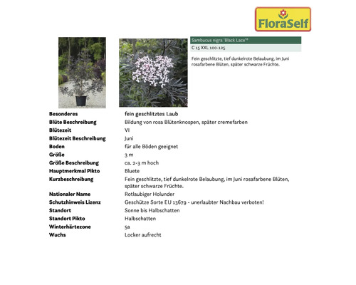 Sambucus nigra Black Lace Pflanzeninformationen