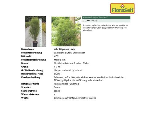 Faulbaum Fine Line im Topf