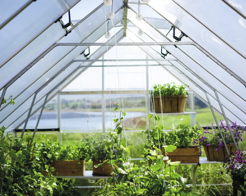 Gewächshaus-Innenraum mit Pflanzen auf Regalen.