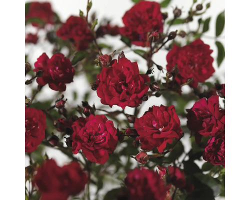 Bodendeckerrose 'Fairy Queen' H 20-40 cm Co 5 L Nahaufnahme von roten Rosenblüten