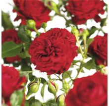 Kletterrose 'Grand Award' FloraSelf Rosa 'Grand Award' Co 5 L öfterblühend-thumb-3