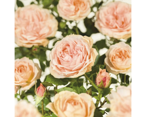 Beetrose 'Garden of Roses' FloraSelf Rosa 'Garden of Roses' Co 5 L