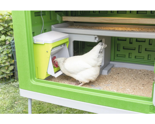 Hühnerstall mit Futterautomat und Huhn