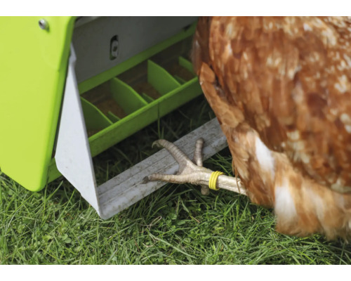 Nahaufnahme eines Hühnerfußes vor einem Futtertrog auf einer Wiese