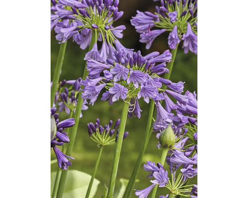 Nahaufnahme von blauen Schmucklilienblüten