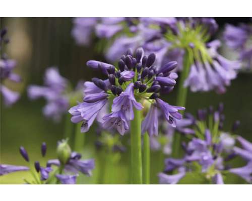 Nahaufnahme einer blauen Schmucklilienblüte