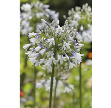 Nahaufnahme einer blühenden Schmucklilie im Garten