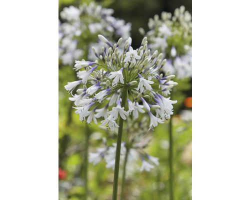 Nahaufnahme einer blühenden Schmucklilie im Garten
