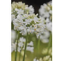 Schmucklilie 'White' FloraSelf Agapanthus EVER® 'White' Ø 17 cm Topf dauerblüher-thumb-1