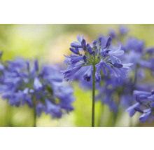 Schmucklilie 'Sapphire' FloraSelf Agapanthus EVER® 'Sapphire' Ø 17 cm Topf dauerblüher-thumb-1
