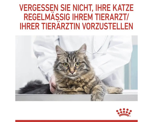 Eine Katze beim Tierarzt zur regelmäßigen Untersuchung
