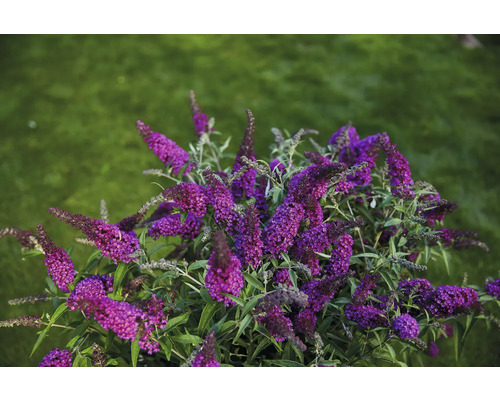 Blütenstrauch mit violetten Blüten auf einer Wiese