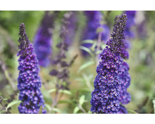 Sommerflieder, Schmetterlingsflieder Buddleja davidii 'Summer Teens ® Bruno Blue' H 30-40 cm Co 3 L