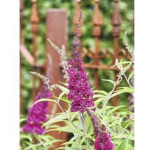 Sommerflieder, Schmetterlingsflieder Buddleja davidii 'Summer Teens ® Mats Magic Red' H 30-40 cm Co 3 L
