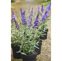Schmetterlingssträucher in Töpfen mit violetten Blütenständen