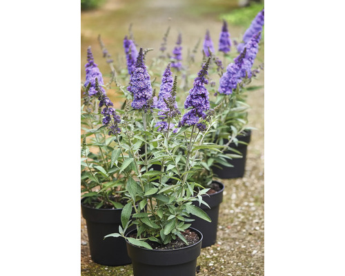 Sommerflieder, Schmetterlingsflieder Buddleja davidii 'Summer Kids ® Micki' H 40-50 cm Co 5 L